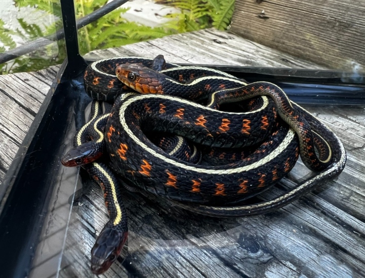 Oregon Red-spotted Garter Snakes